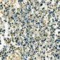 Anti-Hexokinase 1/HK1 Antibody Picoband™ (monoclonal, 4B7)